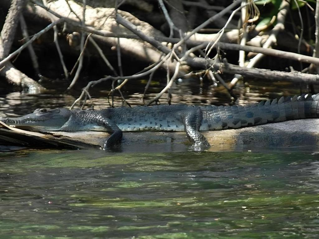 ホテル メリア パナマカナル コロン エクステリア 写真